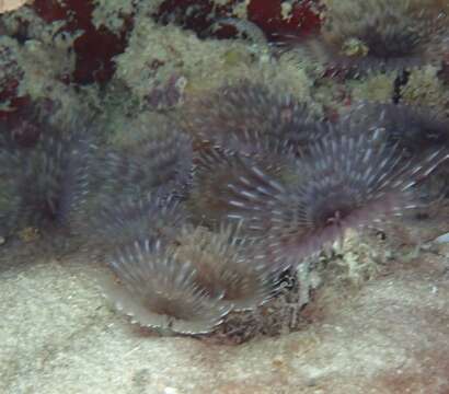 Image of Social feather duster