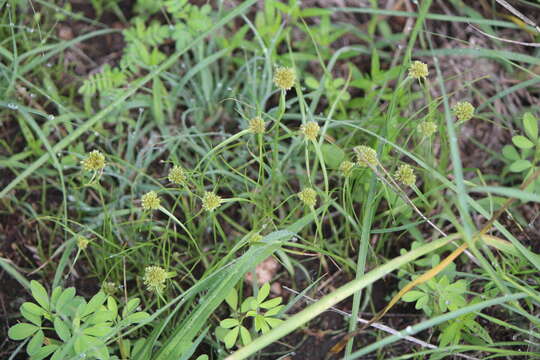 Imagem de Cyperus seslerioides Kunth