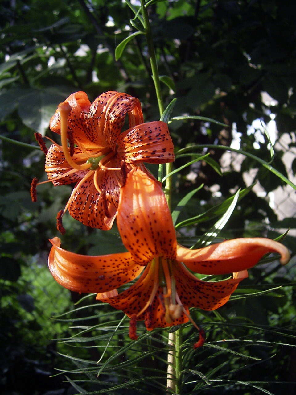 Lilium davidii Duch. ex Elwes resmi