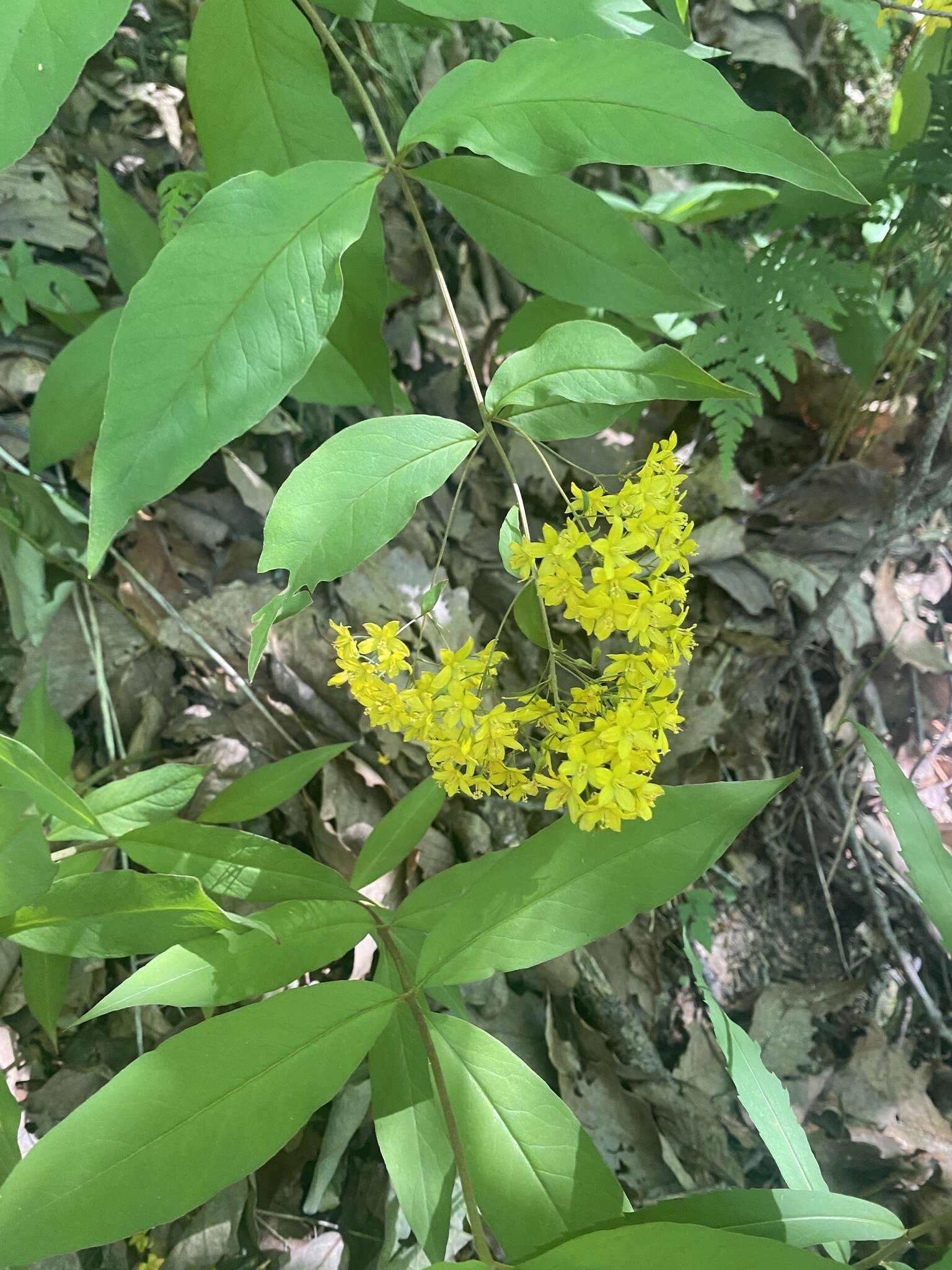 Lysimachia fraseri Duby resmi