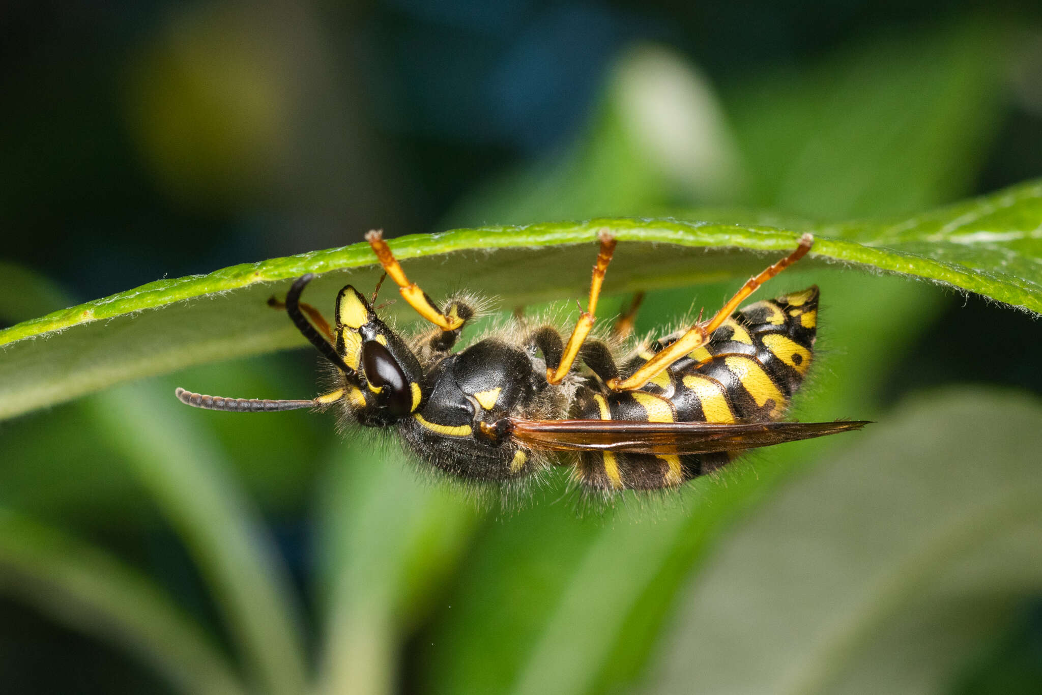 Image of Dolichovespula alpicola Eck 1984