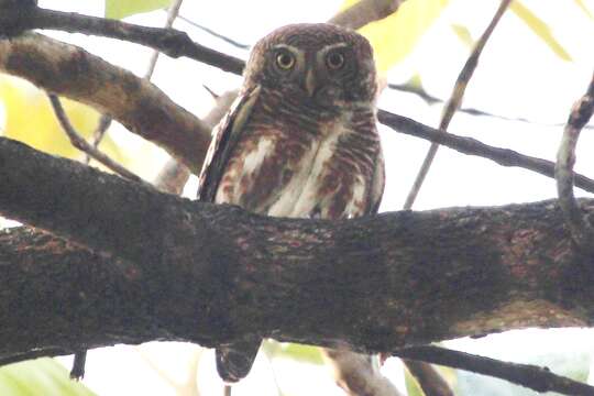 Image of Asian Barred Owlet