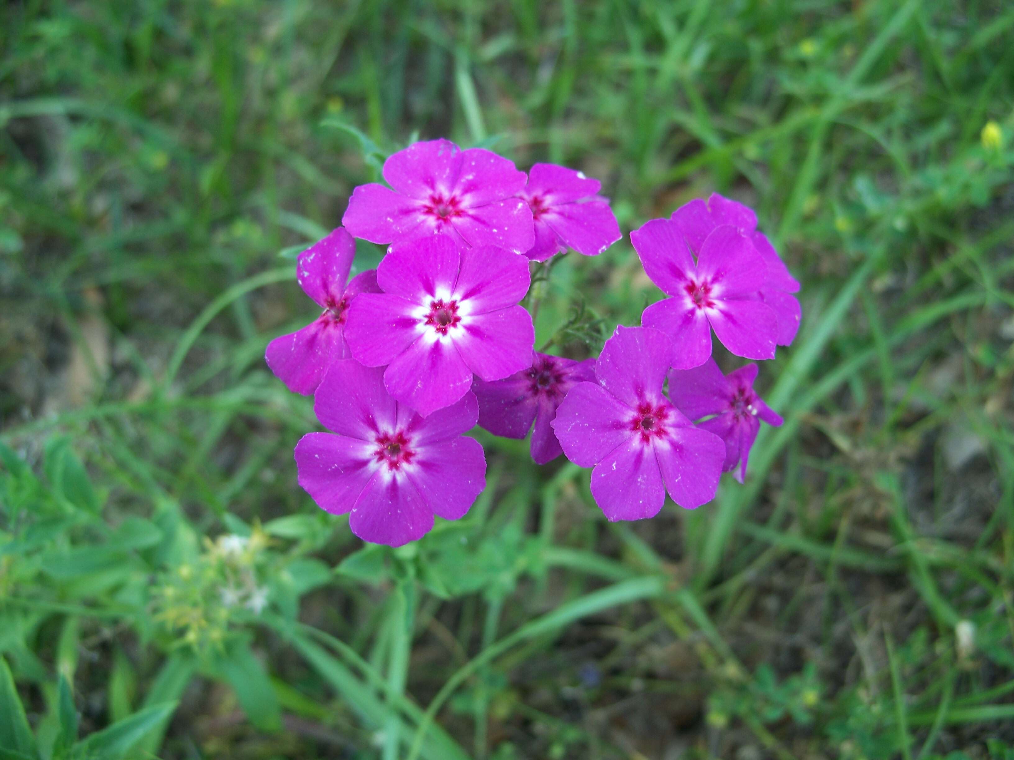 Image of annual phlox