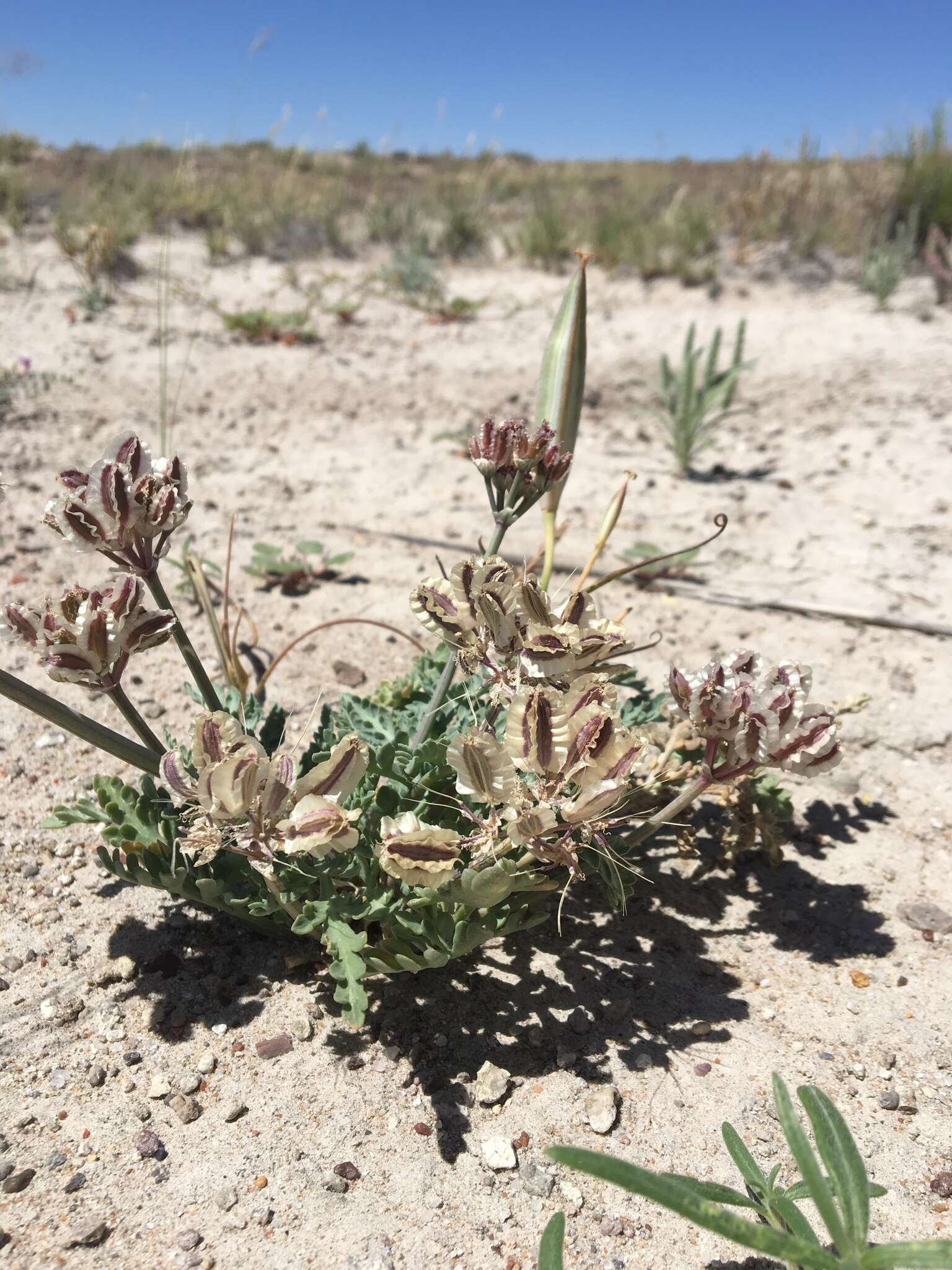 Слика од Vesper purpurascens (A. Gray) R. L. Hartm. & G. L. Nesom