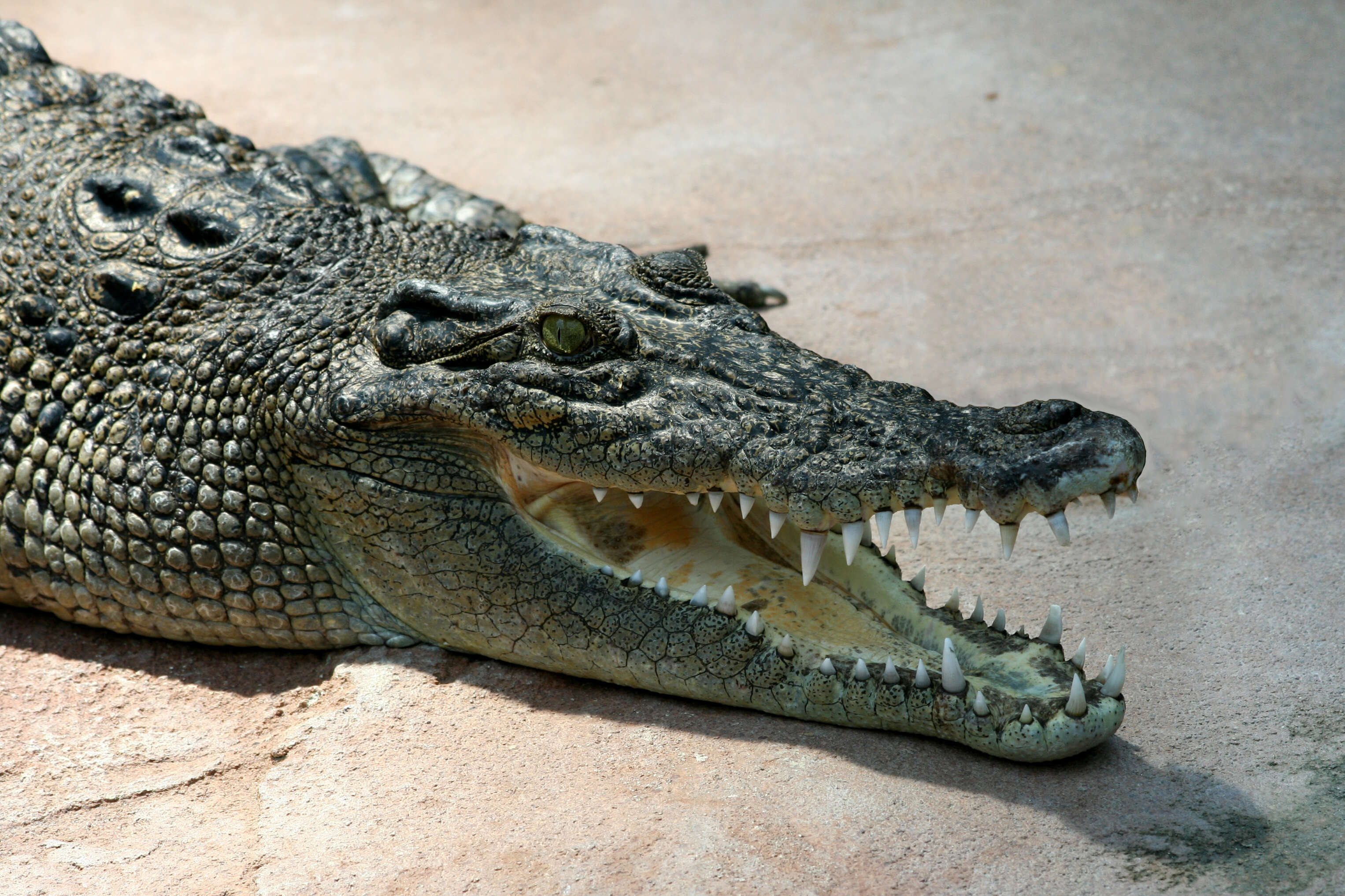 Image of Estuarine Crocodile