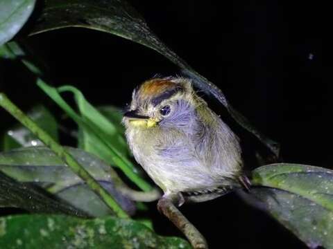 Platyrinchus coronatus Sclater & PL 1858的圖片