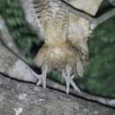 Image of Pel's Fishing Owl