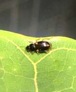 Image of Ground beetle