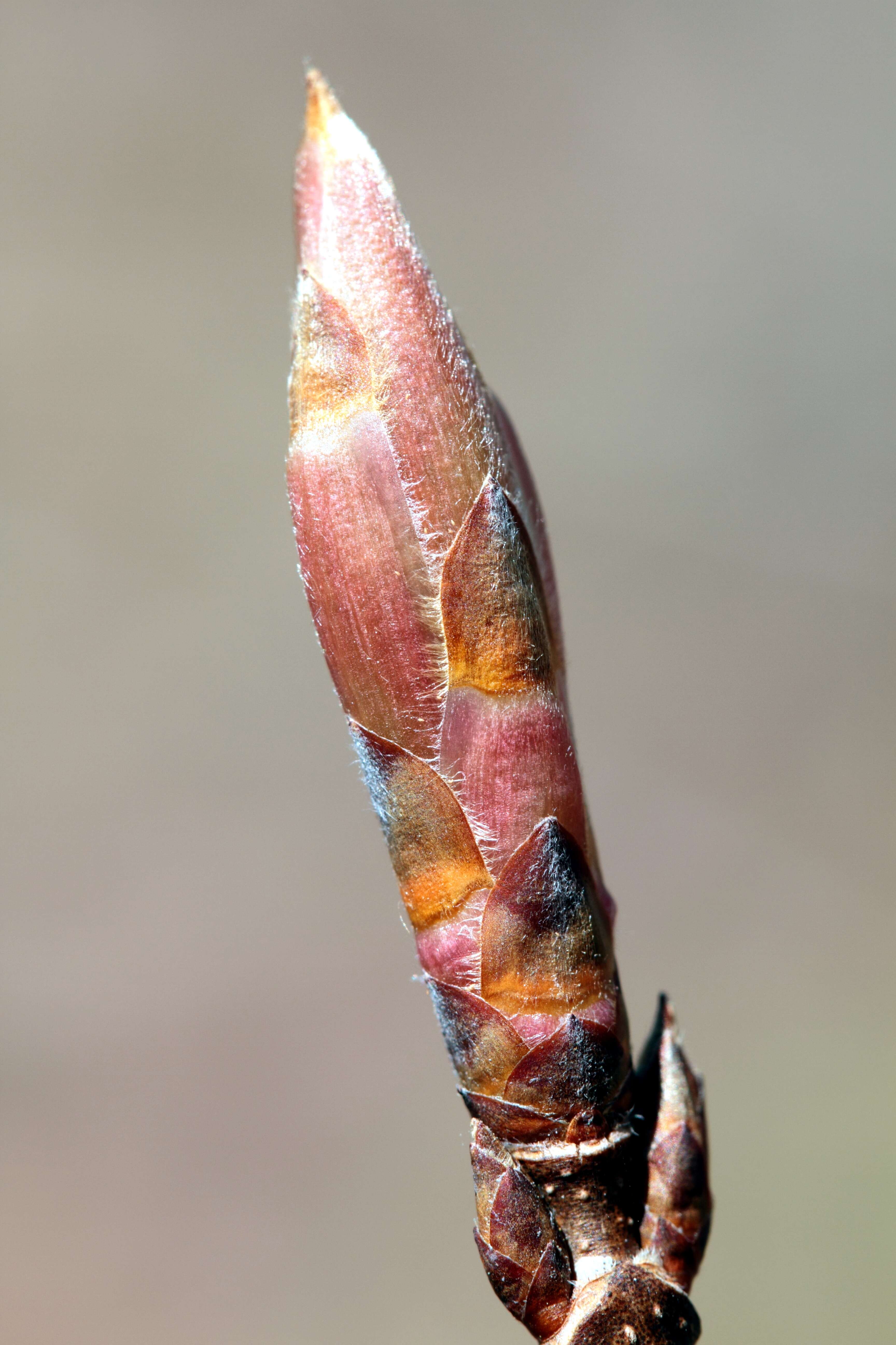 Image of sugar maple