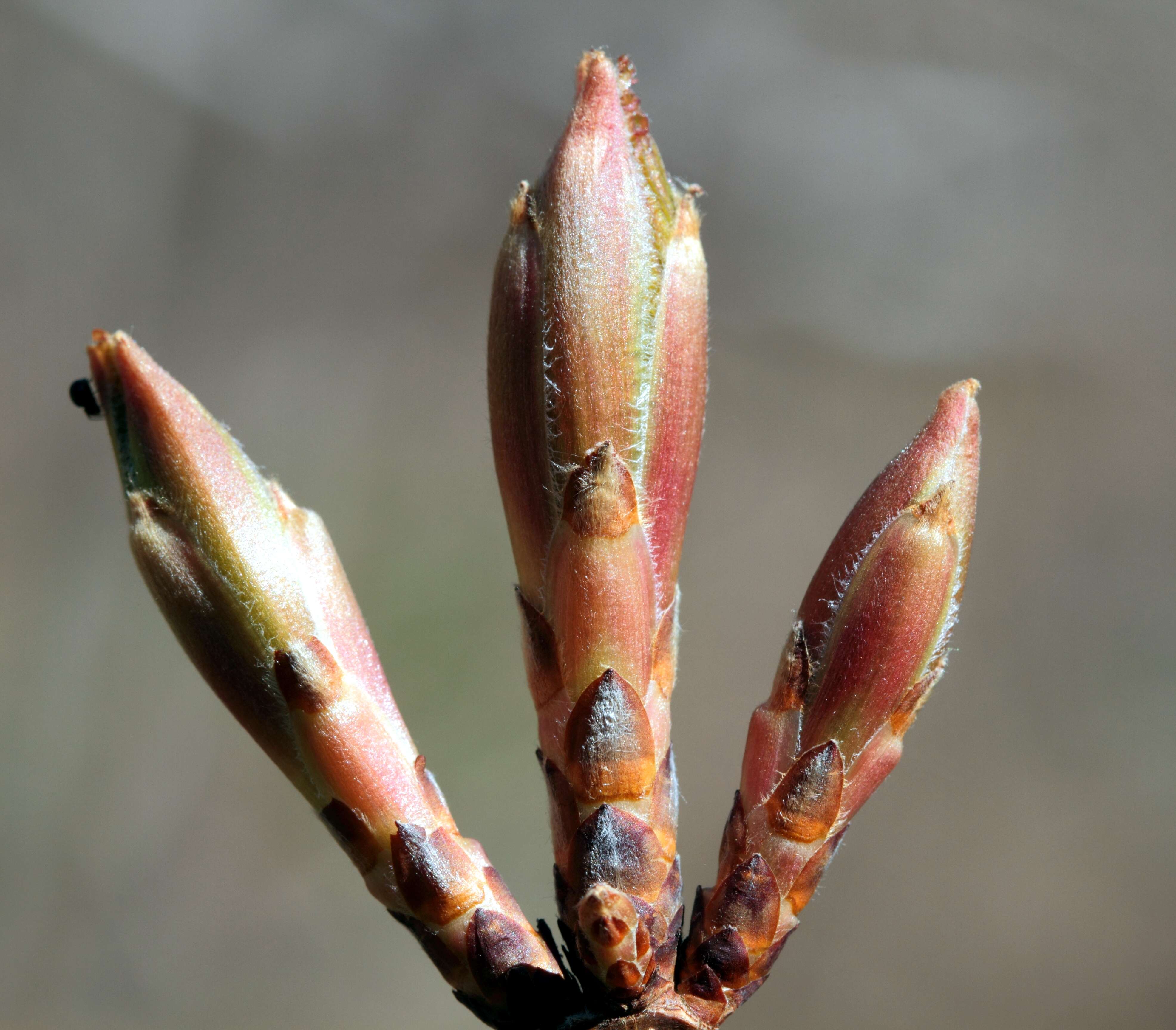 Image of sugar maple