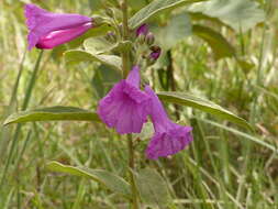 Plancia ëd Ipomoea argentea Meisn.