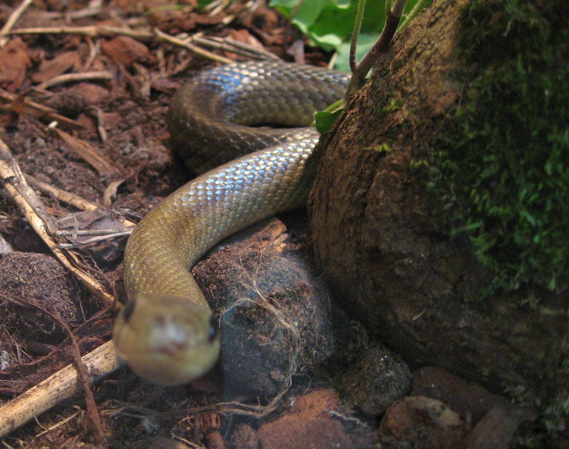 Image of Aesculapian Ratsnake