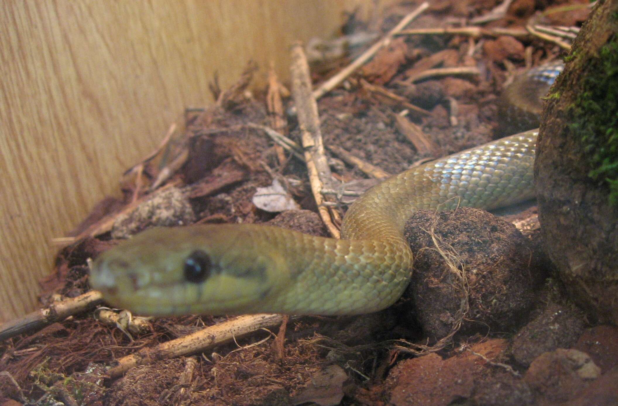 Image of Aesculapian Ratsnake