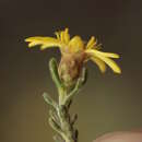 Oedera relhanioides (Schltr.) N. G. Bergh的圖片
