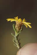 صورة Oedera relhanioides (Schltr.) N. G. Bergh