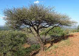 Plancia ëd Vachellia nilotica