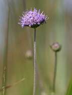 Image of Devil’s Bit Scabious