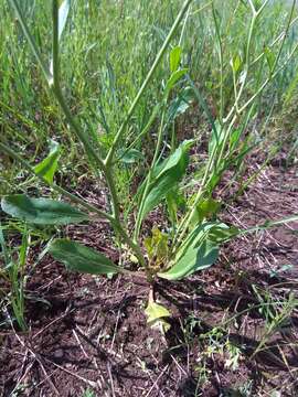 Image of Brassica elongata subsp. integrifolia (Boiss.) Breistr.