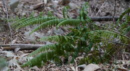 Sivun Microlepia speluncae (L.) Moore kuva