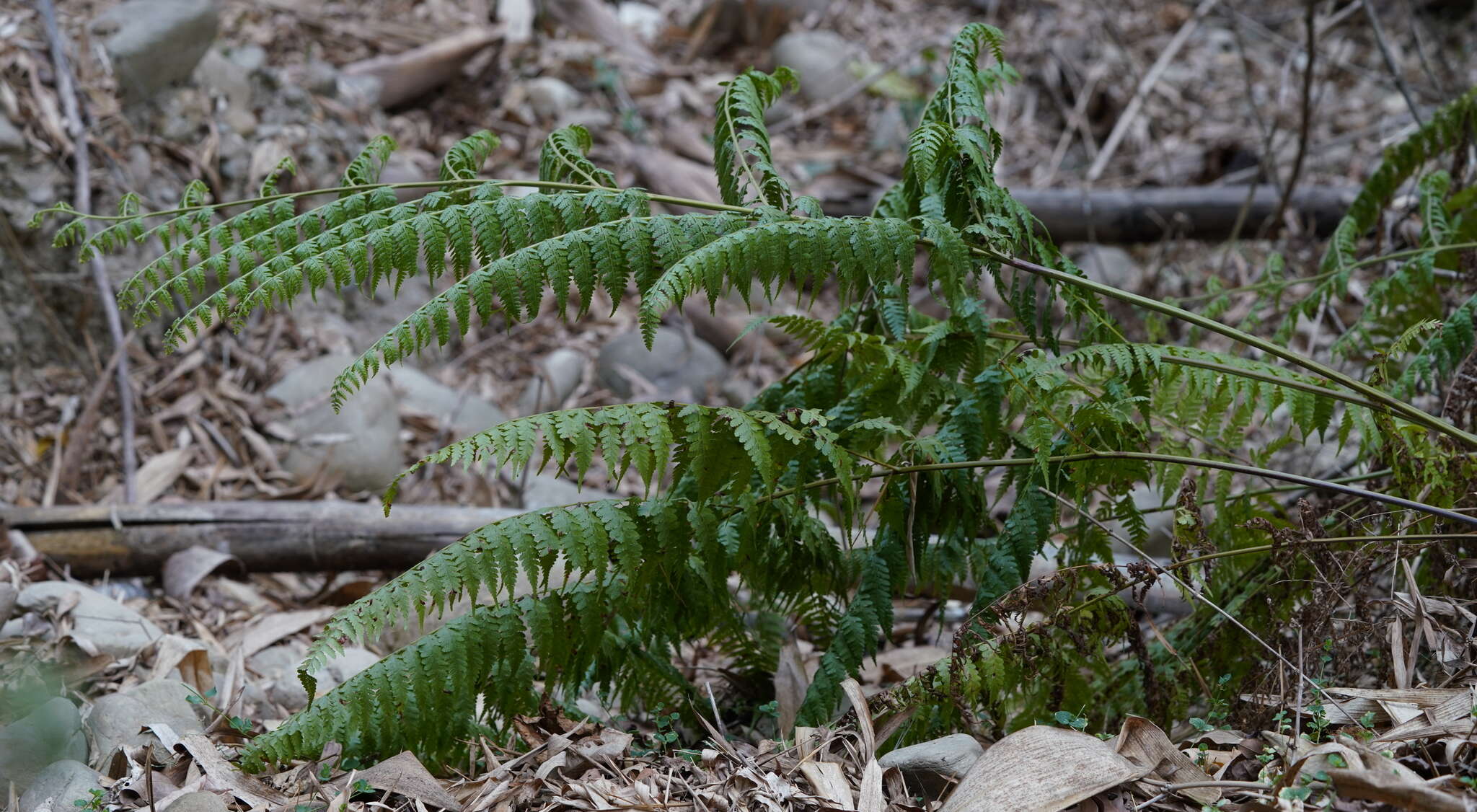 Sivun Microlepia speluncae (L.) Moore kuva