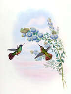 Image of Xantus's Hummingbird