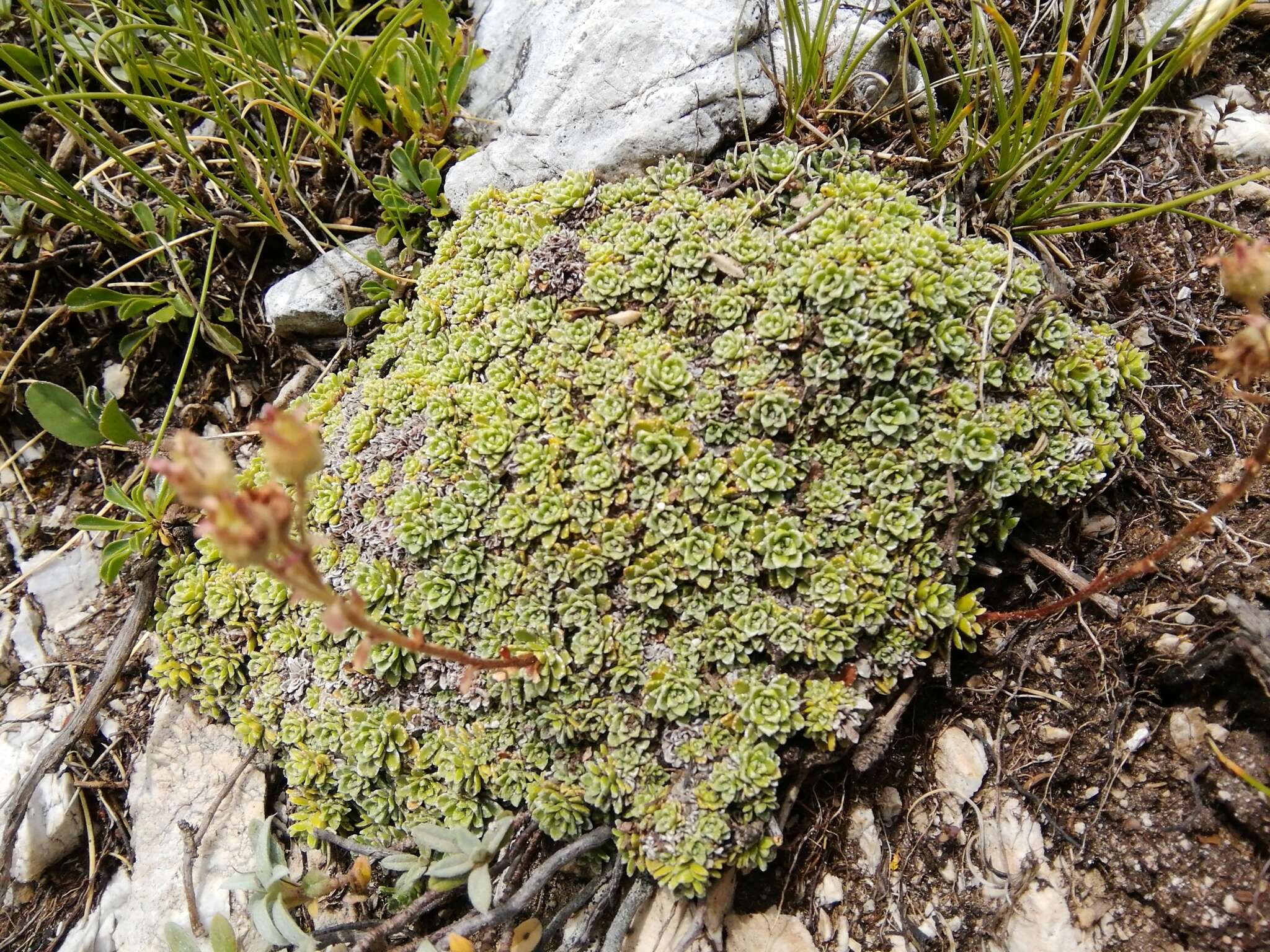 Image of Saxifraga marginata Sternb.