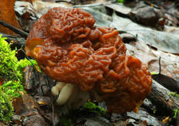 Image of Gyromitra esculenta (Pers.) Fr. 1849