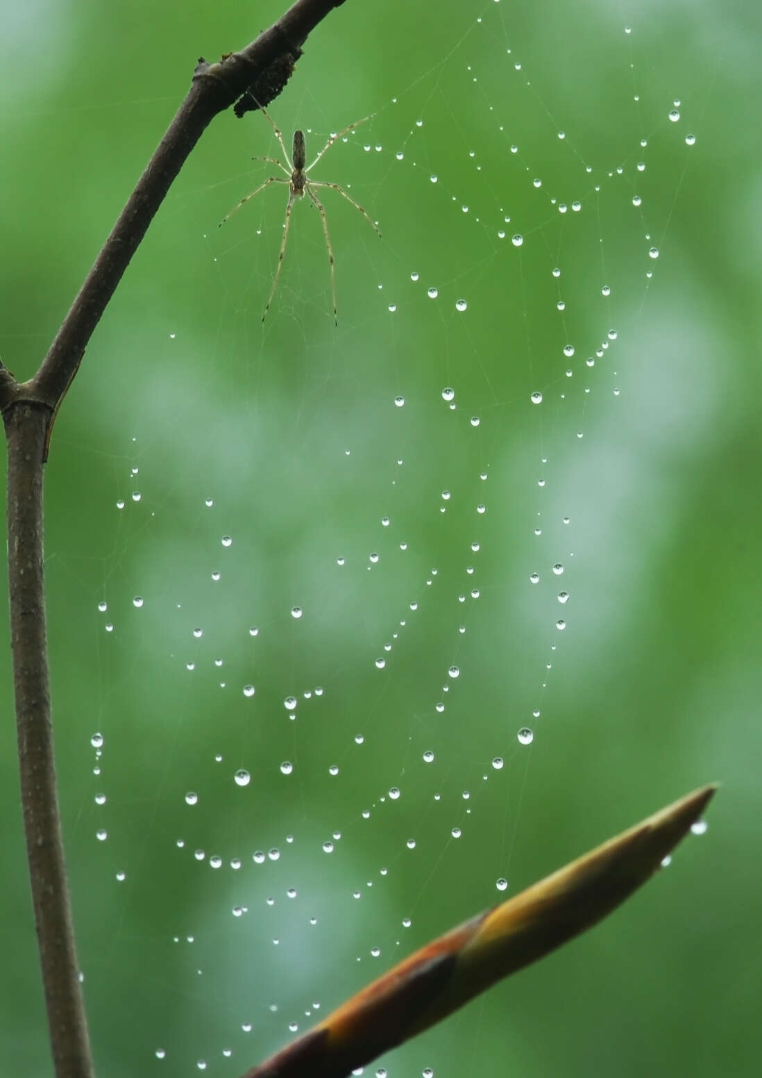 Image de Tetragnatha extensa (Linnaeus 1758)