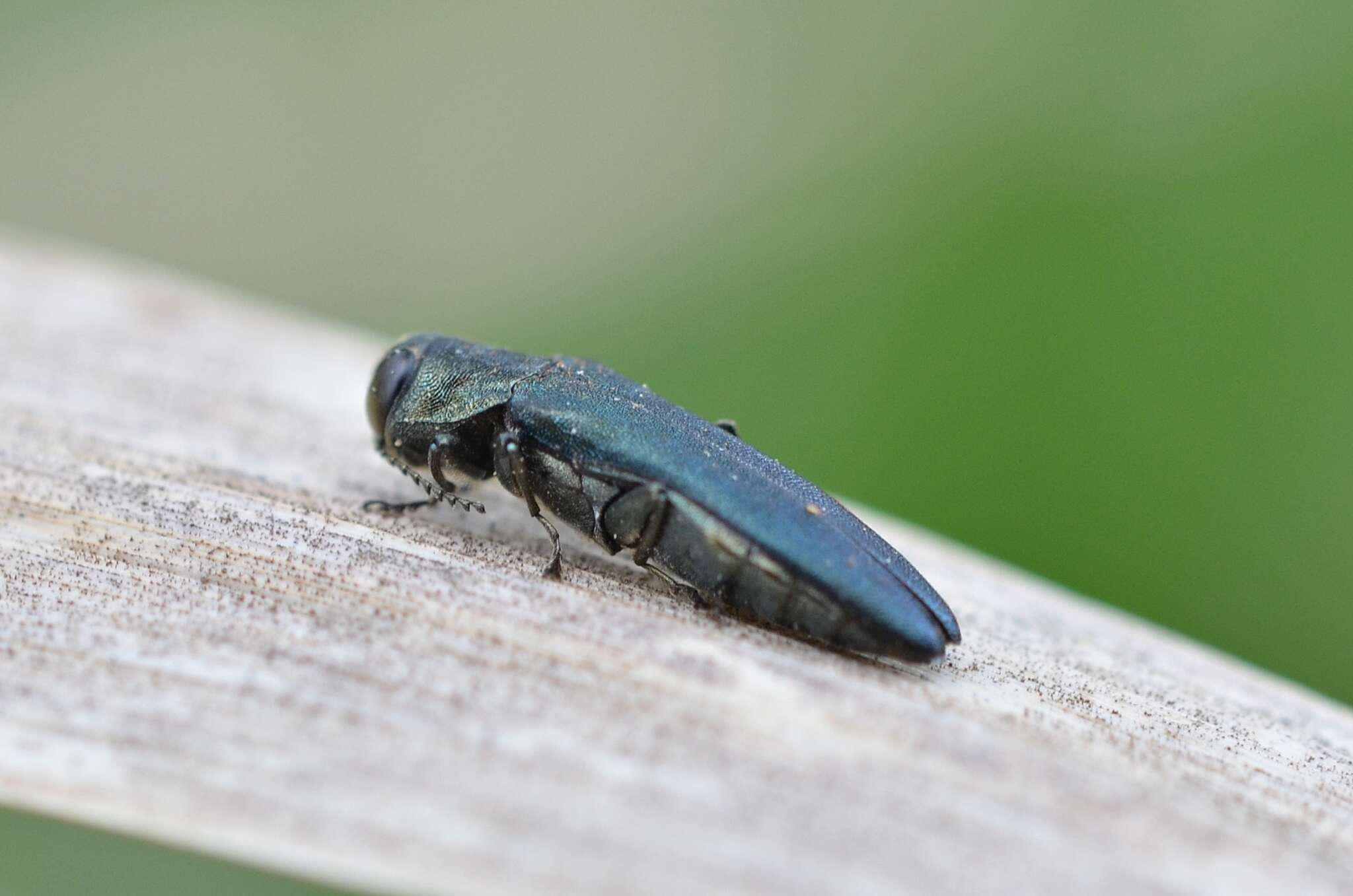 Image of European Oak Borer