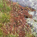 Image of mountain wavy hairgrass