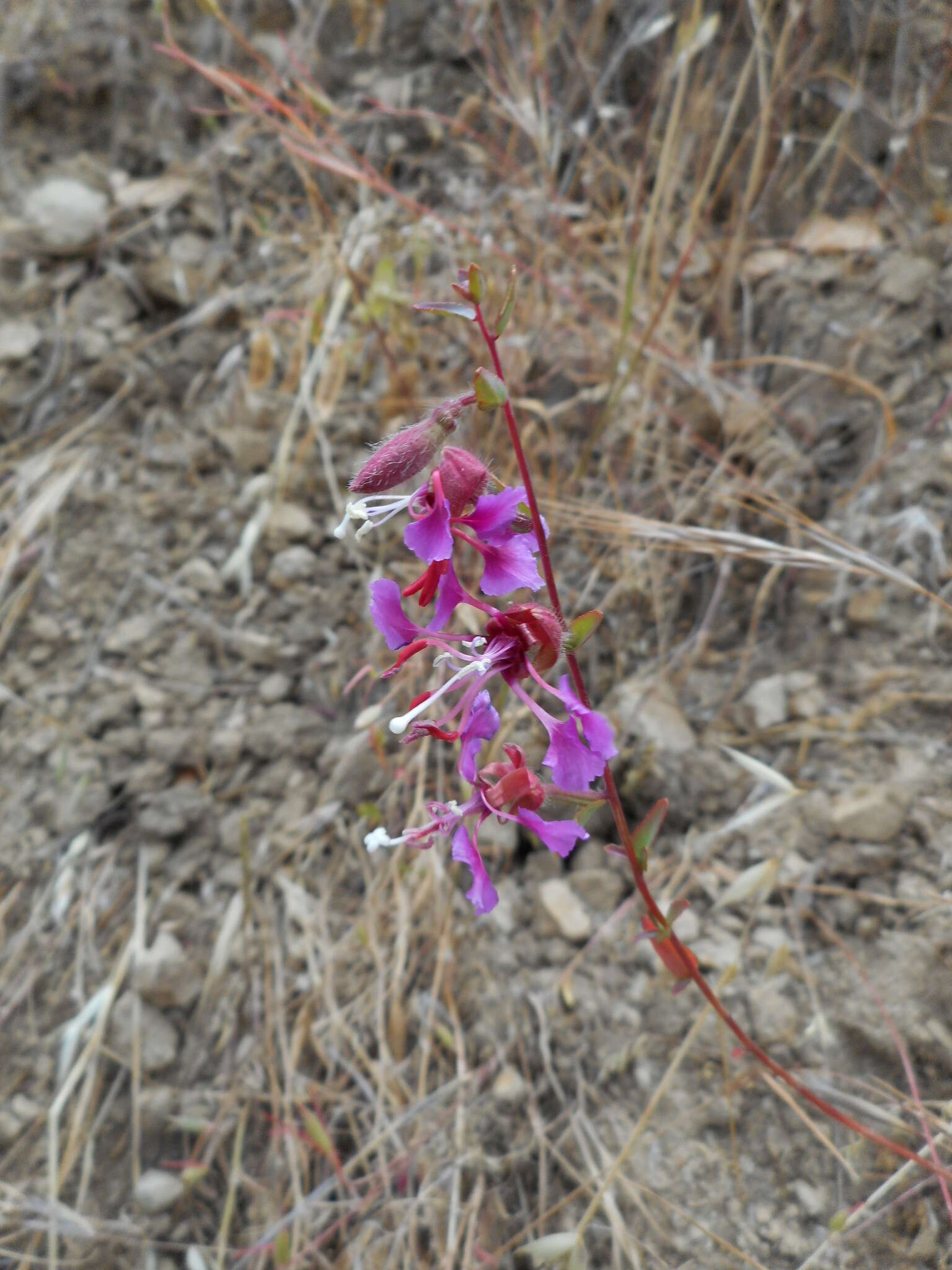 Image of elegant clarkia