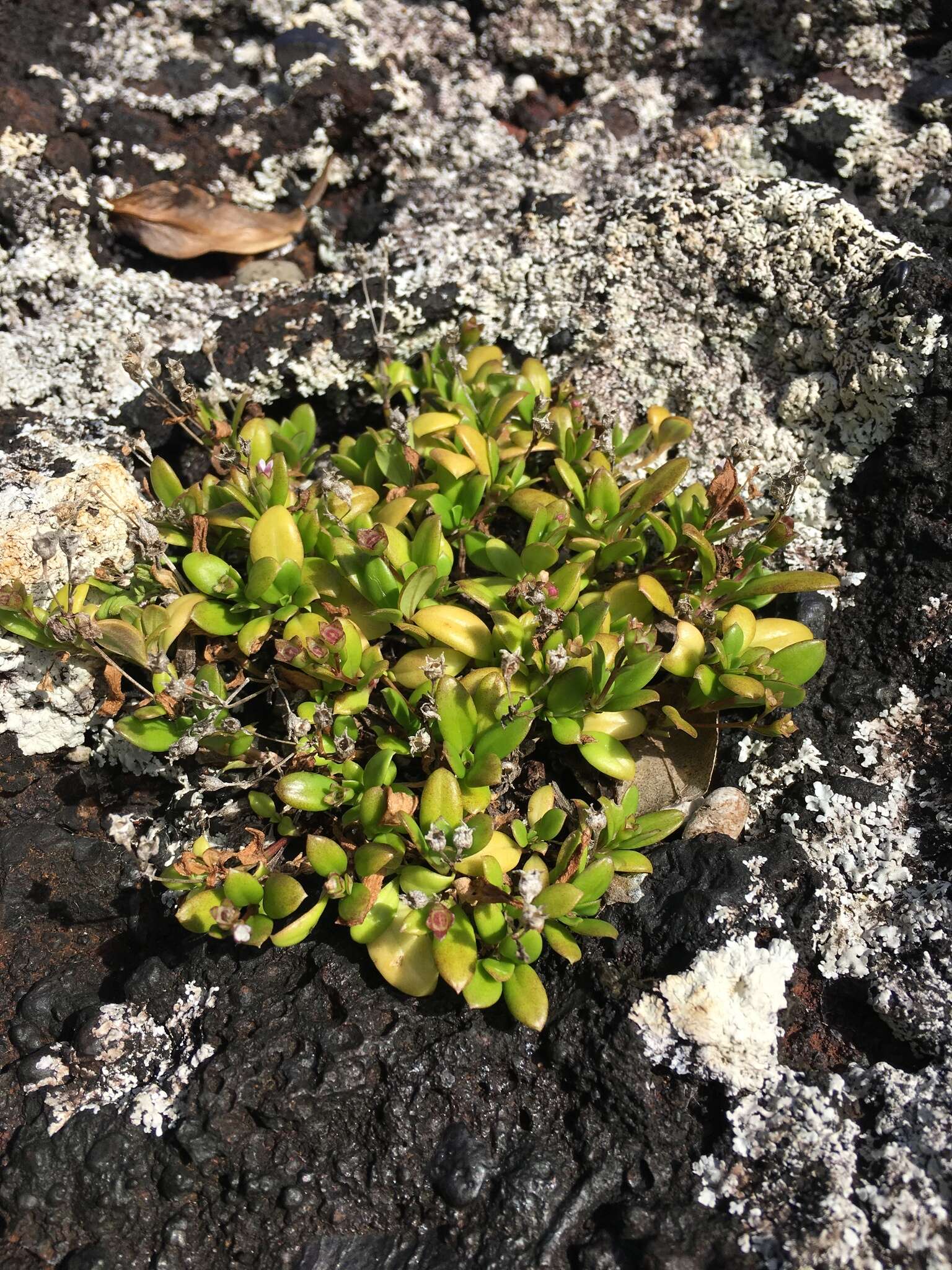 Image of Leptopetalum biflorum (L.) Neupane & N. Wikstr.