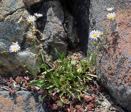 Image of Siskiyou fleabane