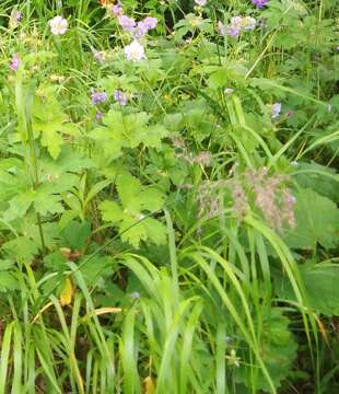 Imagem de Geranium platyanthum Duthie