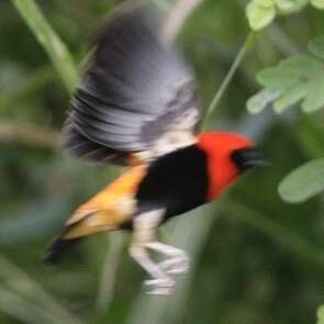 Image of Black-winged Bishop