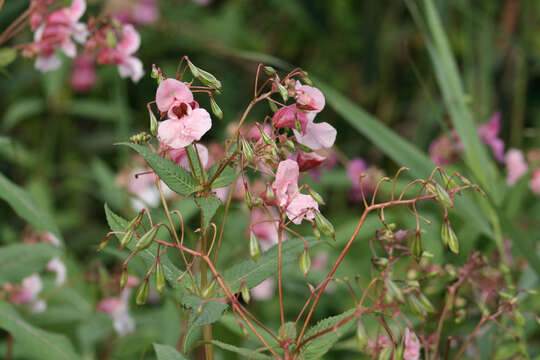 Image of Himalayan balsam