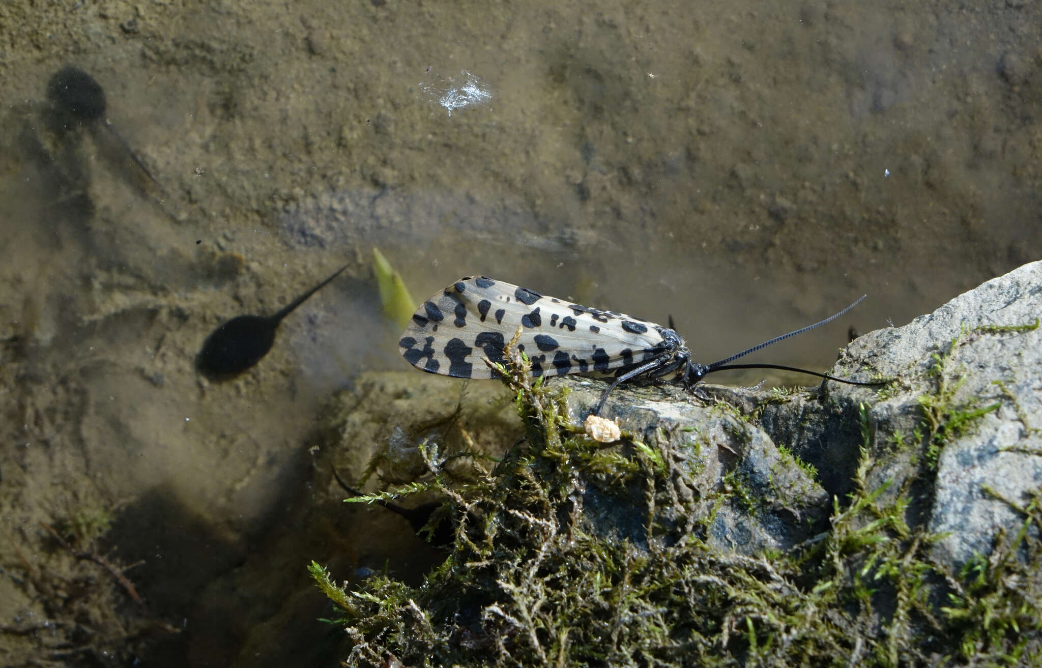 Image of Semblis phalaenoides (Linnaeus 1758)