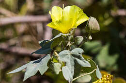 Image of Hawai'ian cotton