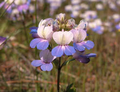 Sivun Collinsia grandiflora Dougl. ex Lindl. kuva