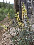 Image of narrowflower lupine