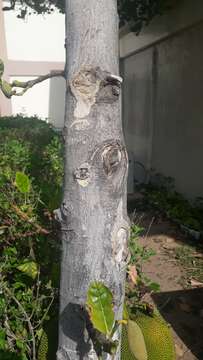 Image of jackfruit