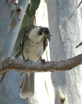 Image of Noisy Friarbird