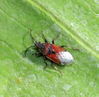 Image de Oxycarenus (Oxycarenus) annulipes (Germar & E. F. 1837)