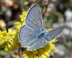 Image of Blue Copper