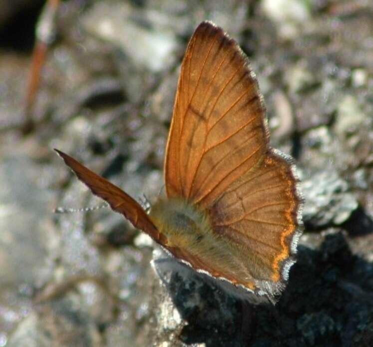 Image of Mariposa Copper