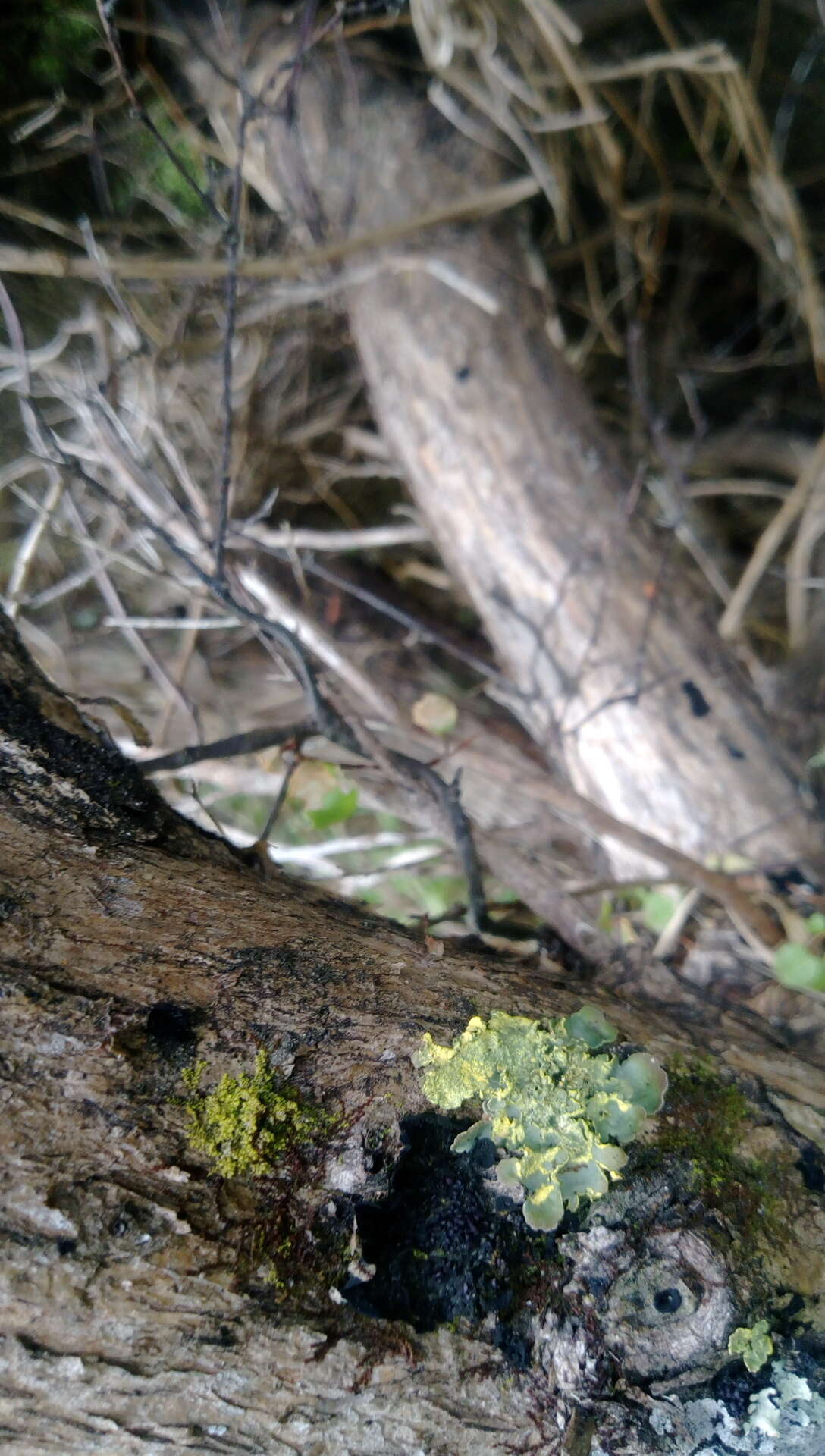 Crocodia aurata resmi