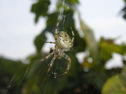 Image of Garden spider