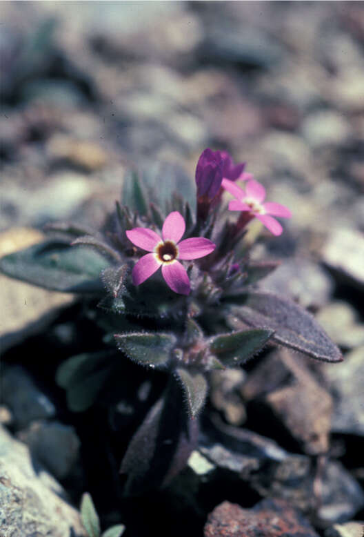 Image of serpentine collomia