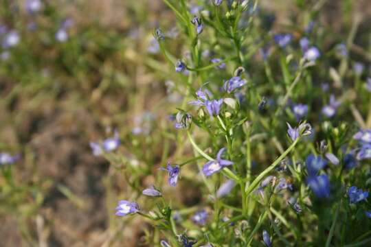 Image of elegant calicoflower