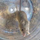 Image of Cape Spiny Mouse